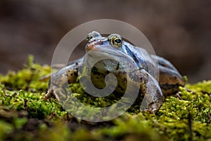 The moor frog - Rana arvalis