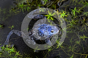 Moor Frog - Rana arvalis