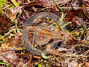 moor frog (Rana arvalis