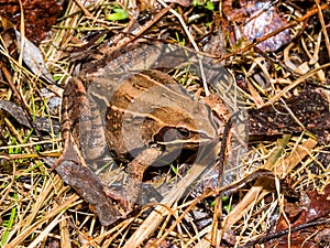 moor frog (Rana arvalis