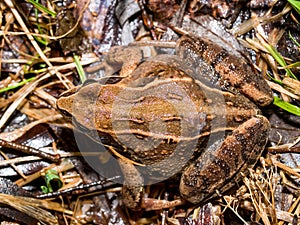 moor frog (Rana arvalis