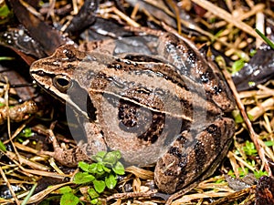 moor frog (Rana arvalis