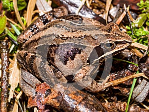 moor frog (Rana arvalis