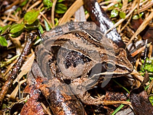 moor frog (Rana arvalis