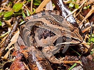 moor frog (Rana arvalis