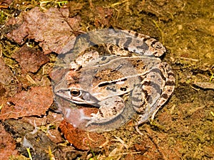 moor frog (Rana arvalis