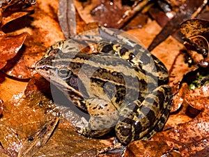 moor frog (Rana arvalis