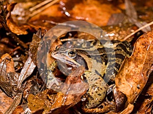 moor frog (Rana arvalis