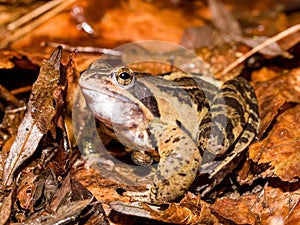 moor frog (Rana arvalis