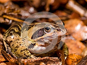 moor frog (Rana arvalis