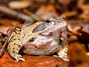 moor frog (Rana arvalis