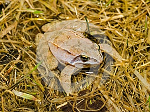 moor frog (Rana arvalis