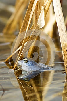 The Moor Frog (Rana arvalis)