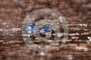 Moor Frog - Rana arvalis blue european frog in the small pond during spring