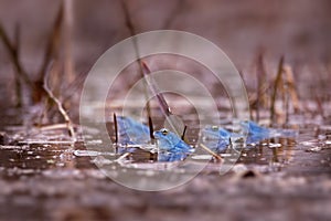 Moor Frog - Rana arvalis blue european frog in the small pond during spring