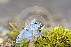 Moor frog Rana arvalis couple in amplexus mating position photo