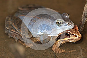 moor frog (Rana arvalis) couple in amplexus in natural habitat photo