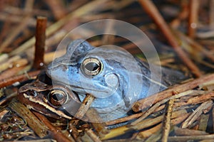 The moor frog (Rana arvalis) couple in amplexus in natural habitat photo