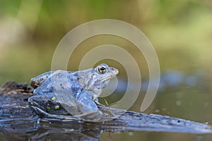 The Moor frog Rana arvalis in Czech Republic
