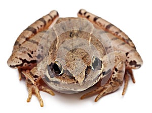 Moor Frog, Rana arvalis, in front of white background