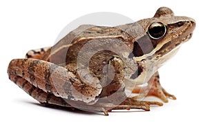 Moor Frog, Rana arvalis, in front of white background photo