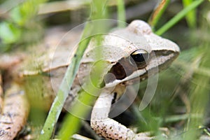 Moor Frog Rana Arvalis v trávě