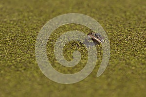 The moor frog Rana arvalis guarding its spawn