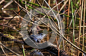 moor frog (Rana arvalis), mating