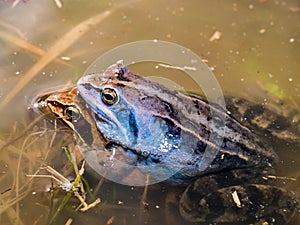 moor frog (Rana arvalis), mating
