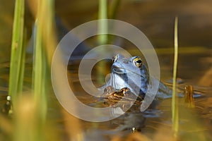 Moor Frog - Rana arvalis mating in the water in spring, blue frog