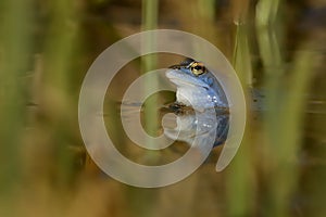 Moor Frog - Rana arvalis mating in the water in spring, blue frog