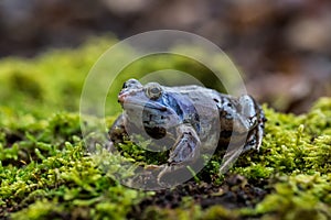 The moor frog - Rana arvalis