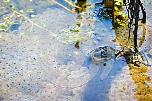 Moor frog watching over its eggs