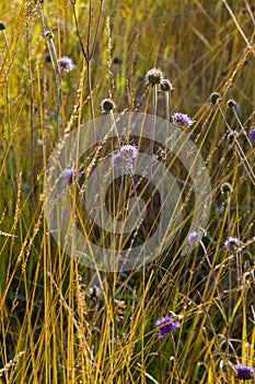 Moor grass molinia caerulea and lilac scabiosa