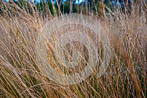 Moor-grass Molinia, nature reserve The Netherlands