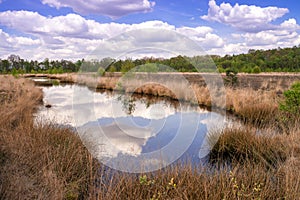 Moor landscape