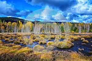 Moor landscape with Birch