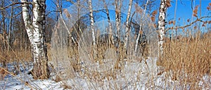 Moor landscape with birch trees in winter