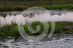 Moor landscape with lots of grass