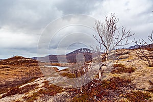 The moor landscape of Senja