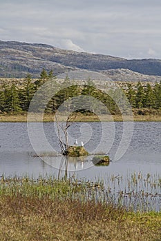 Moor pond at  Indre - Vikna