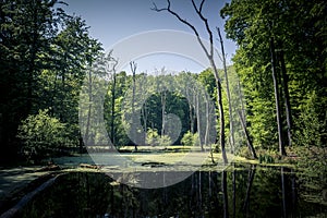 Moor pond with tree corpses