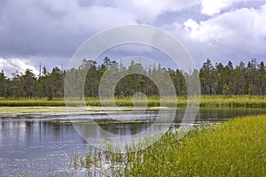 Moor swamp landscape in east Norway near the Swedish border