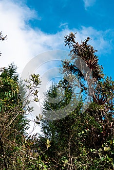 Moor vegetation with beautiful blue sky photo