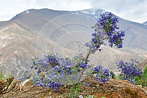 Moorcraft of Sophora Sophora moorcroftiana. Tibetan plateau, China