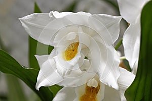 Moore\'s Coelogyne Orchid