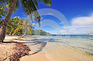 Moorea Beach and Palm, Tahiti, French Polynesia