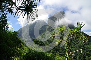 Moorea Jungle and Mountains