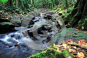 Moorea Rainforest Cascade