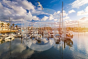 Moored fishing boats in the harbor at sunset with flying seagulls over the boats, Lagos, The Algarve, Portugal. Yachts moored in